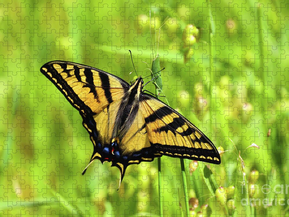 Swallowtail Jigsaw Puzzle featuring the photograph Swallowtail Butterfly #1 by Vivian Krug Cotton