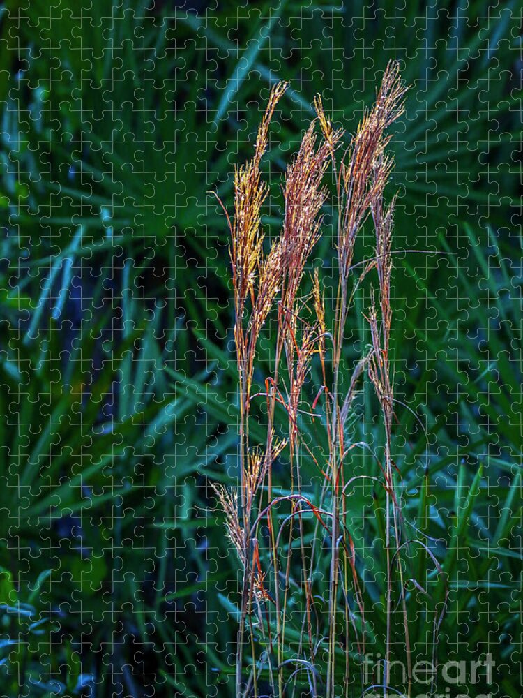 Grass Jigsaw Puzzle featuring the photograph Tall Grass in Sunlight #1 by Tom Claud
