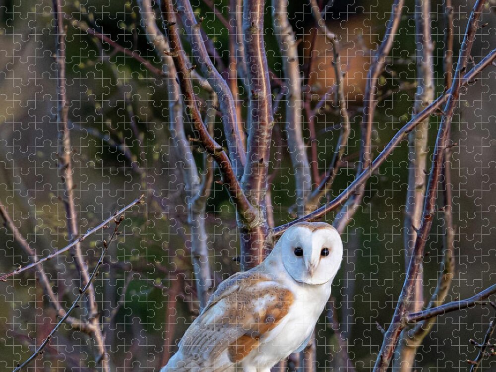 Barn Owl Jigsaw Puzzle featuring the photograph The Glance #1 by Mark Hunter
