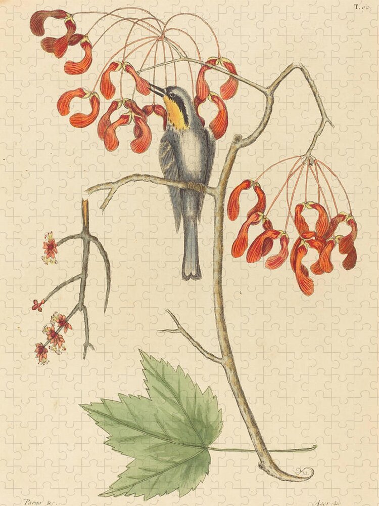 Mark Catesby Jigsaw Puzzle featuring the drawing The Yellow Throated Creeper #2 by Mark Catesby