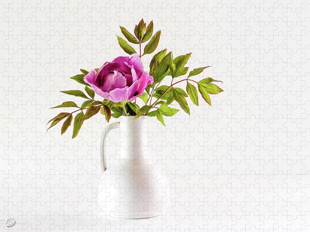 Tree Peony Jigsaw Puzzle featuring the photograph Tree peony Lan He Paeonia suffruticosa rockii in a white vase by Torbjorn Swenelius