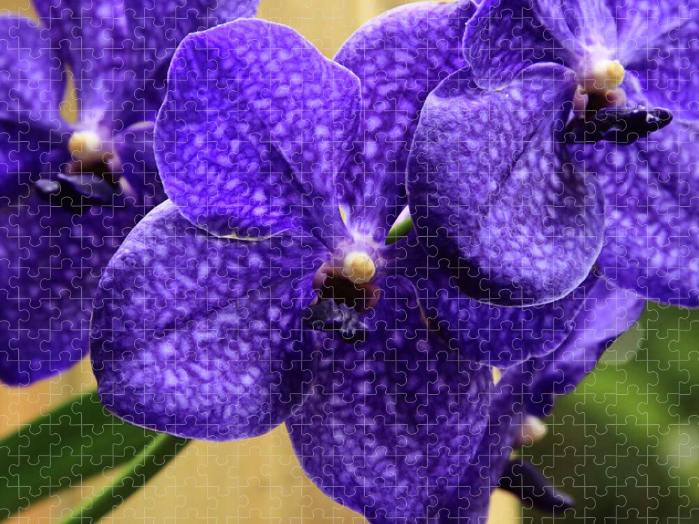 China Jigsaw Puzzle featuring the photograph Vanda Orchid by Tanya Owens