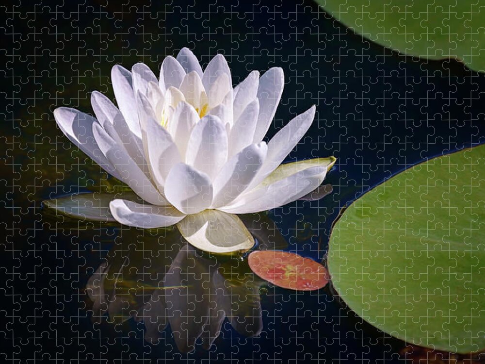White Flower Jigsaw Puzzle featuring the photograph Water Lily #1 by Peg Runyan