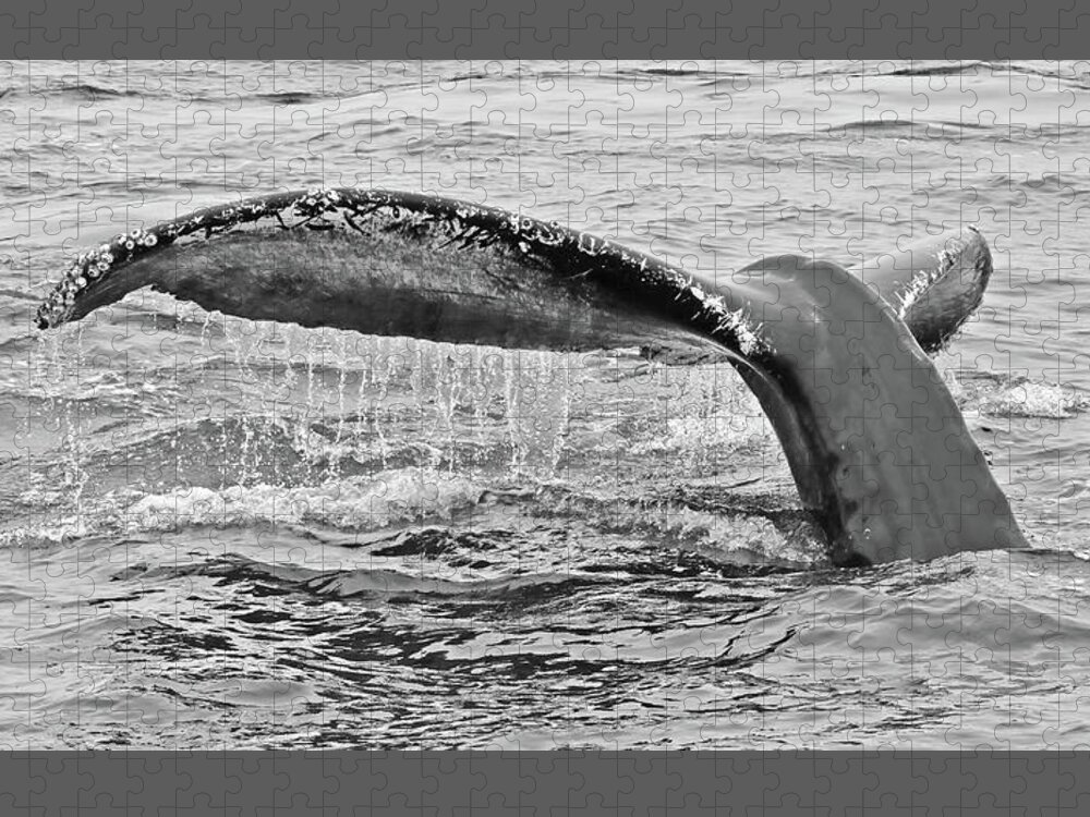  Jigsaw Puzzle featuring the photograph Whale Tail #1 #1 by Carla Brennan