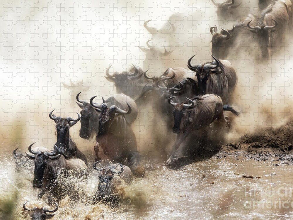 Mara Jigsaw Puzzle featuring the photograph Wildebeest herd crossing the Mara River #1 by Jane Rix