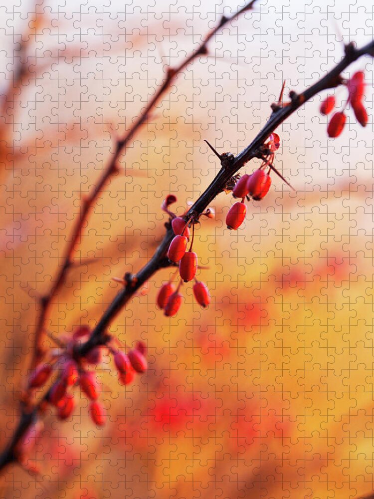 Garden Jigsaw Puzzle featuring the photograph Winter Berries #1 by Garden Gate magazine
