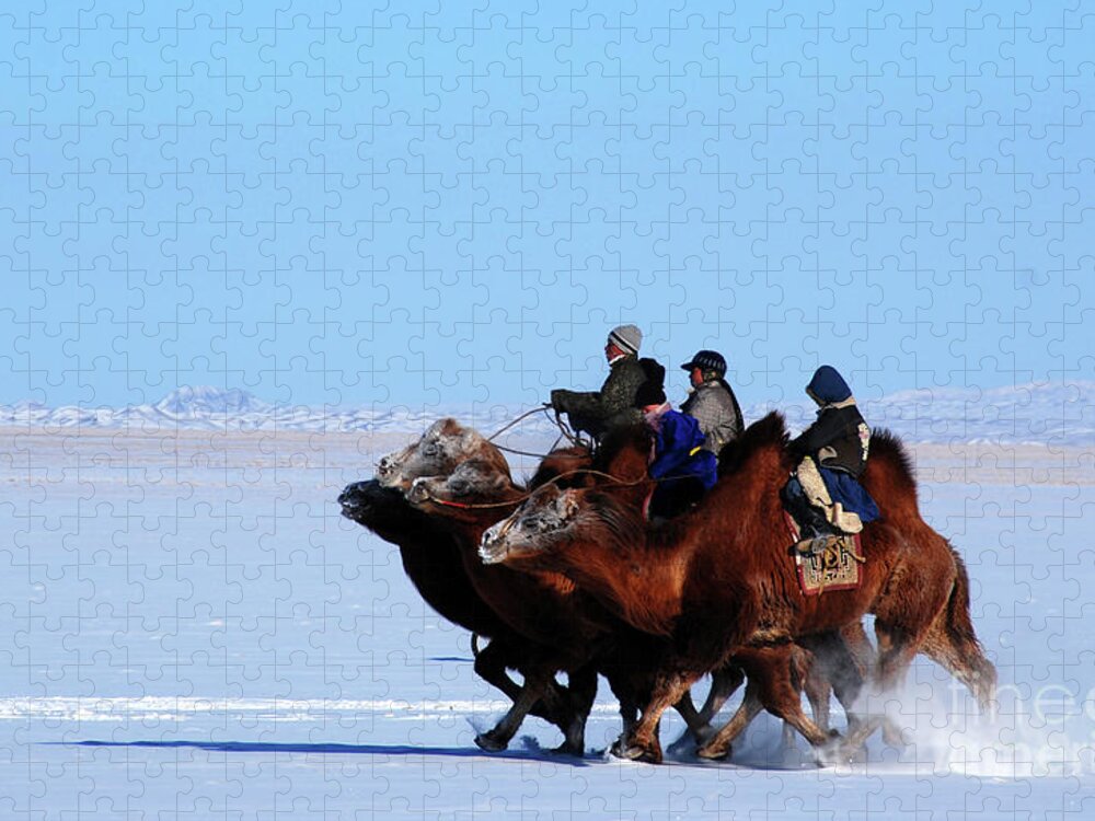Winter Camel Racing Jigsaw Puzzle featuring the photograph Winter Camel racing by Elbegzaya Lkhagvasuren