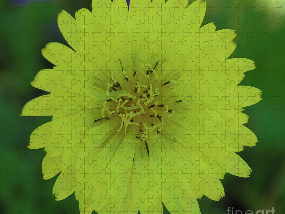 Dandelion Jigsaw Puzzle featuring the photograph Yellow Dandelion #1 by D Hackett