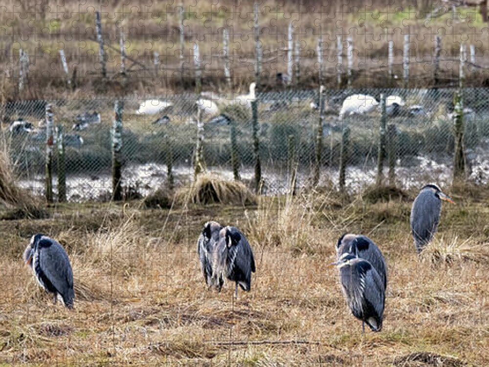 Great Blue Herons Jigsaw Puzzle featuring the photograph 10 Herons - Qualicum Beach by Peggy Collins