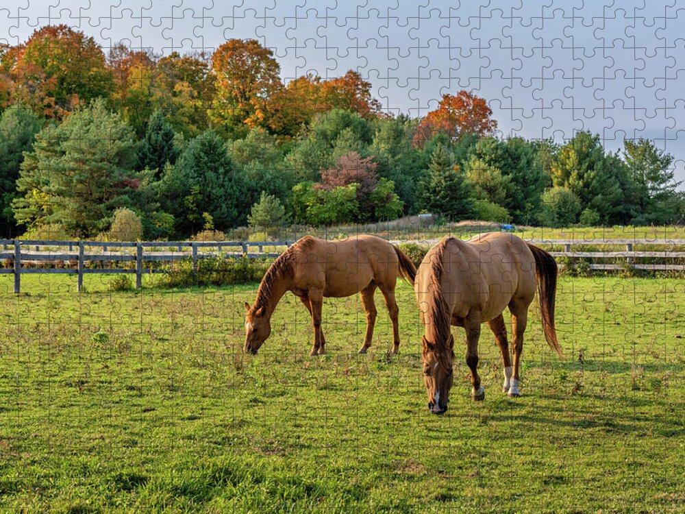 Autumn Jigsaw Puzzle featuring the photograph Autumn Horses of Uxbridge #12 by Dee Potter