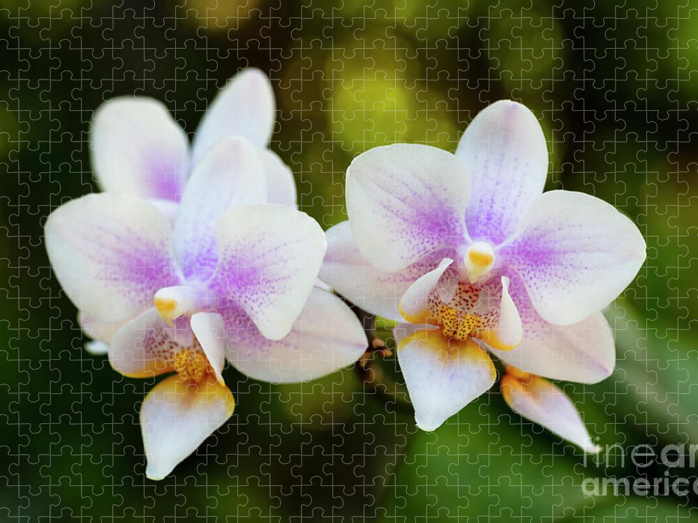 Background Jigsaw Puzzle featuring the photograph Purple Orchid Flowers #12 by Raul Rodriguez