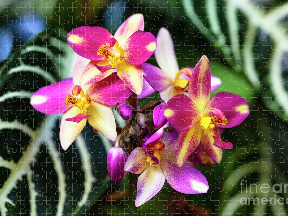 Background Jigsaw Puzzle featuring the photograph Purple Orchid Flowers #13 by Raul Rodriguez