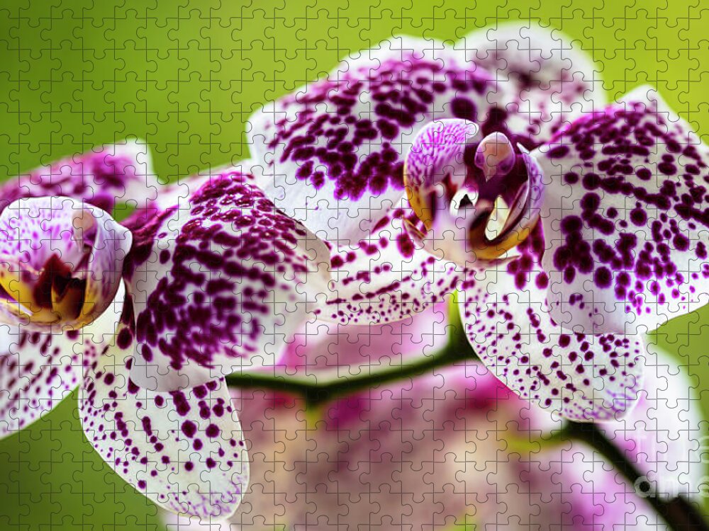 Background Jigsaw Puzzle featuring the photograph Spotted Orchid Flowers #14 by Raul Rodriguez