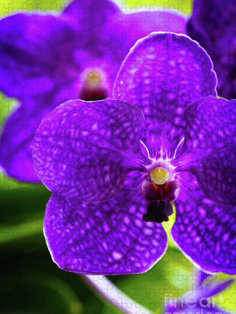 Background Jigsaw Puzzle featuring the photograph Purple Orchid Flowers #17 by Raul Rodriguez