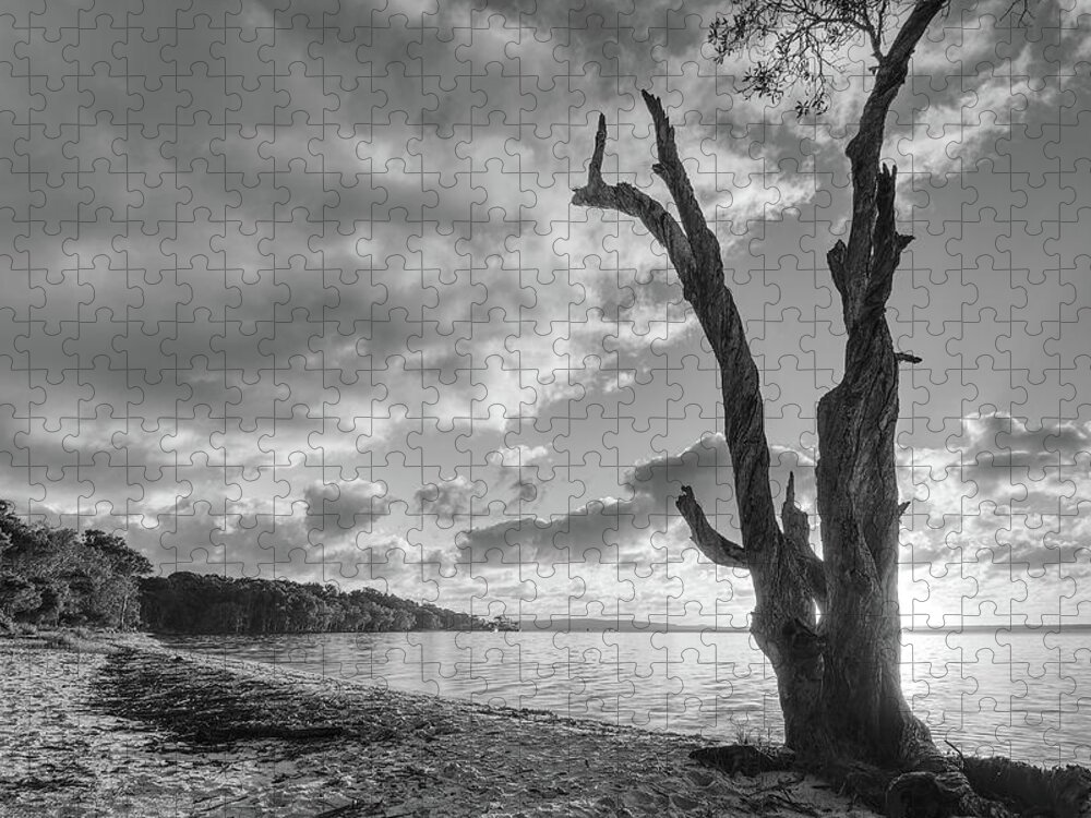 Tree Jigsaw Puzzle featuring the photograph 1703rise4bw by Nicolas Lombard