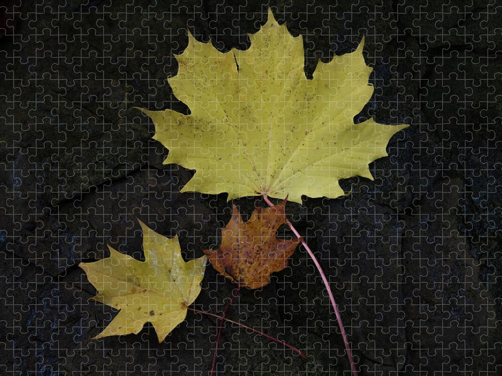 Autumn Leaves Jigsaw Puzzle featuring the photograph Autumn Leaves #2 by Janet Burdon