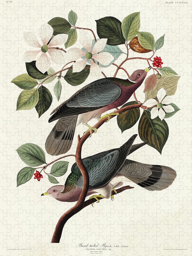 Audubon Birds Jigsaw Puzzle featuring the drawing Band-tailed Pigeon #2 by John James Audubon