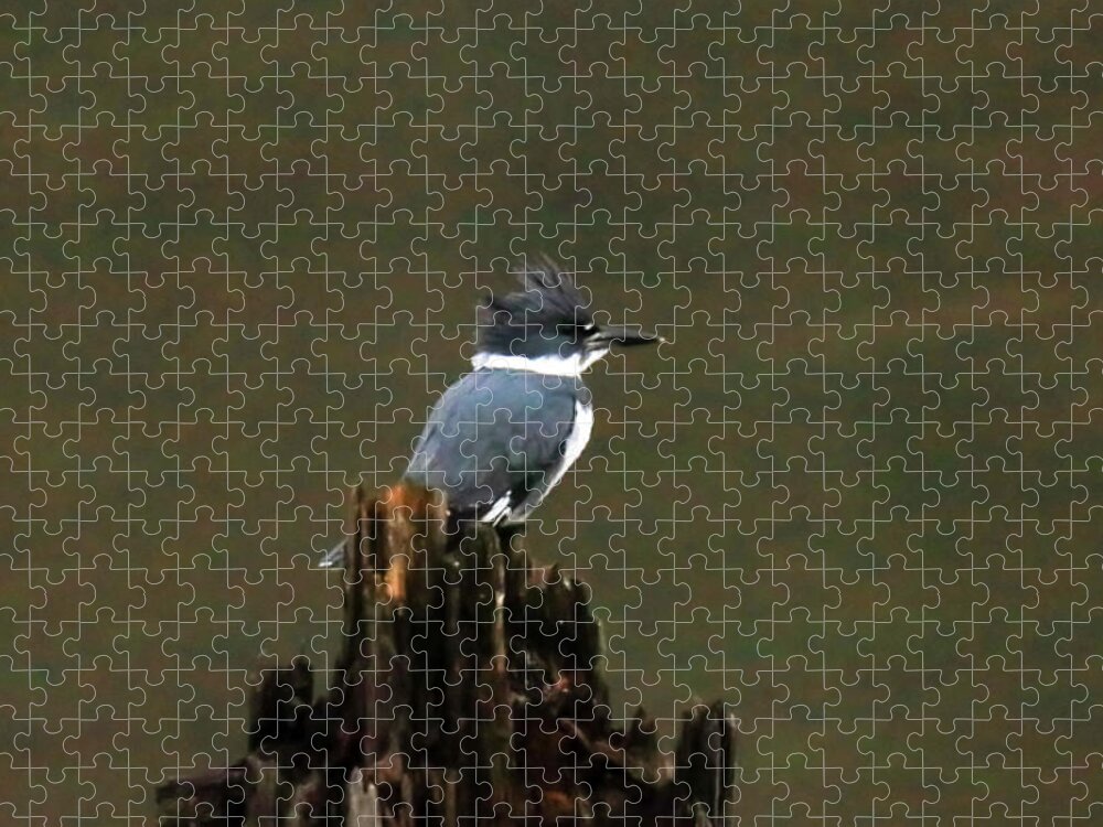 Belted Kingfisher Jigsaw Puzzle featuring the photograph Belted Kingfisher #2 by Jeff Swan