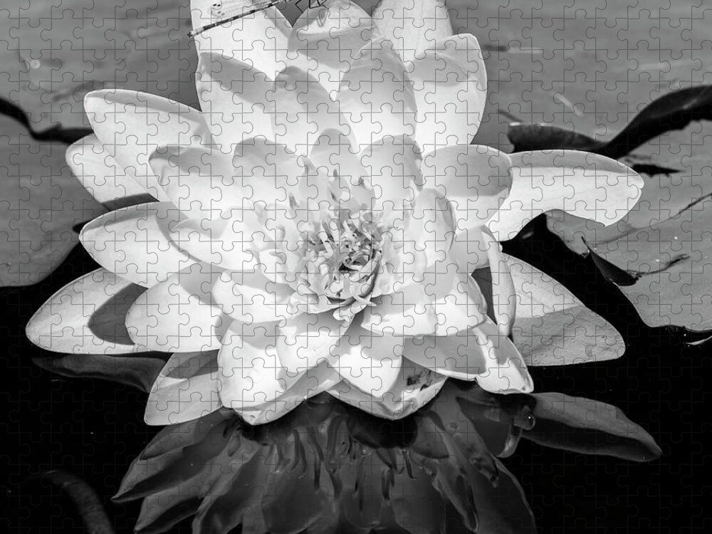 Photography Black And White Outdoors Day No People Nature Scenics Tranquil Scene Tranquility Non-urban Scene Travel Destinations Vertical Common Water Lily Water Lily Floating Floating On Water Lily Flower Freshness White Stamen Flower Head Growth Reflection Flora Plant Life Close-up Jigsaw Puzzle featuring the photograph Common Water Lily floating on water #2 by Panoramic Images