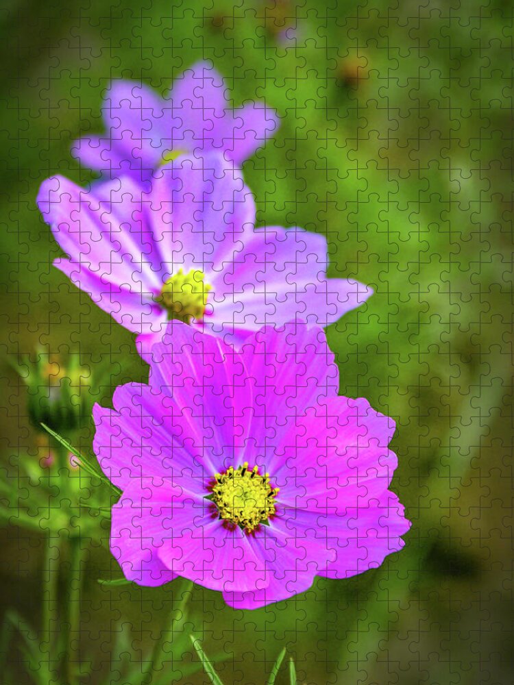Green Background Jigsaw Puzzle featuring the photograph Cosmos Flower #2 by Carlos Caetano