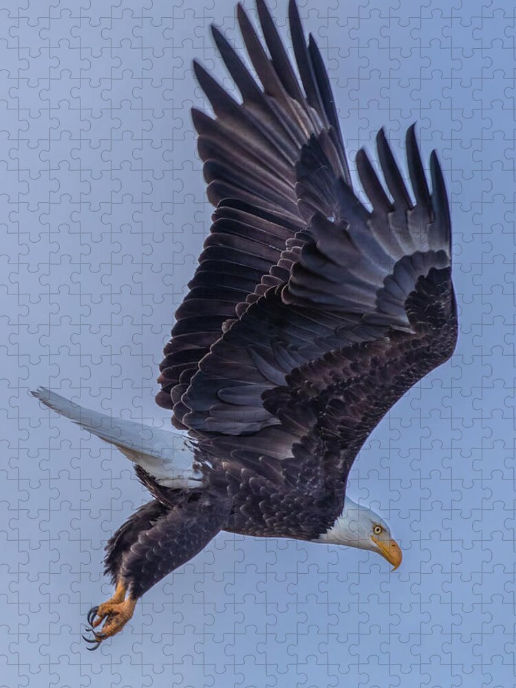 Eagle Jigsaw Puzzle featuring the photograph Eagle Portrait by Randy Robbins