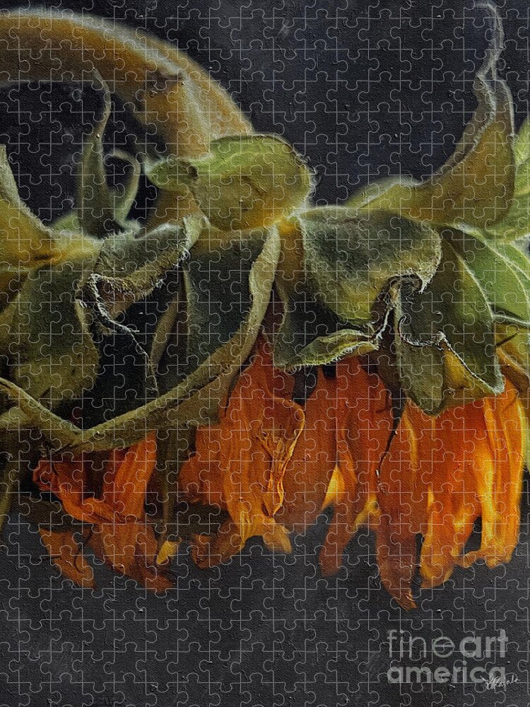 Sunflower Jigsaw Puzzle featuring the photograph Final Days #2 by Diana Rajala