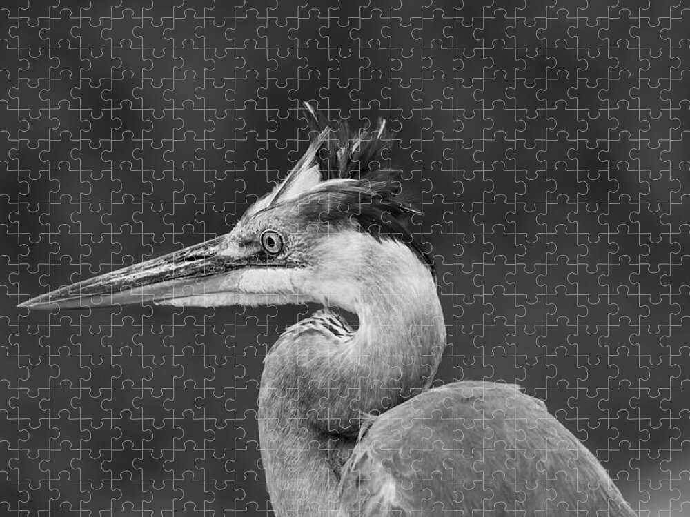  Jigsaw Puzzle featuring the photograph Great blue heron by Puttaswamy Ravishankar