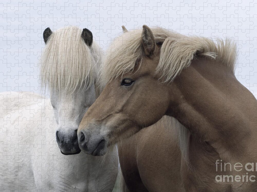 Affection Jigsaw Puzzle featuring the photograph Icelandic Horses #1 by John Daniels