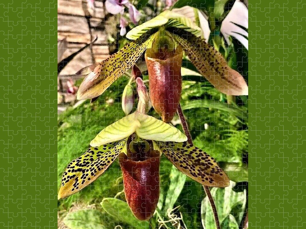 Flora Jigsaw Puzzle featuring the photograph Lady Slipper Orchid #2 by Bruce Bley