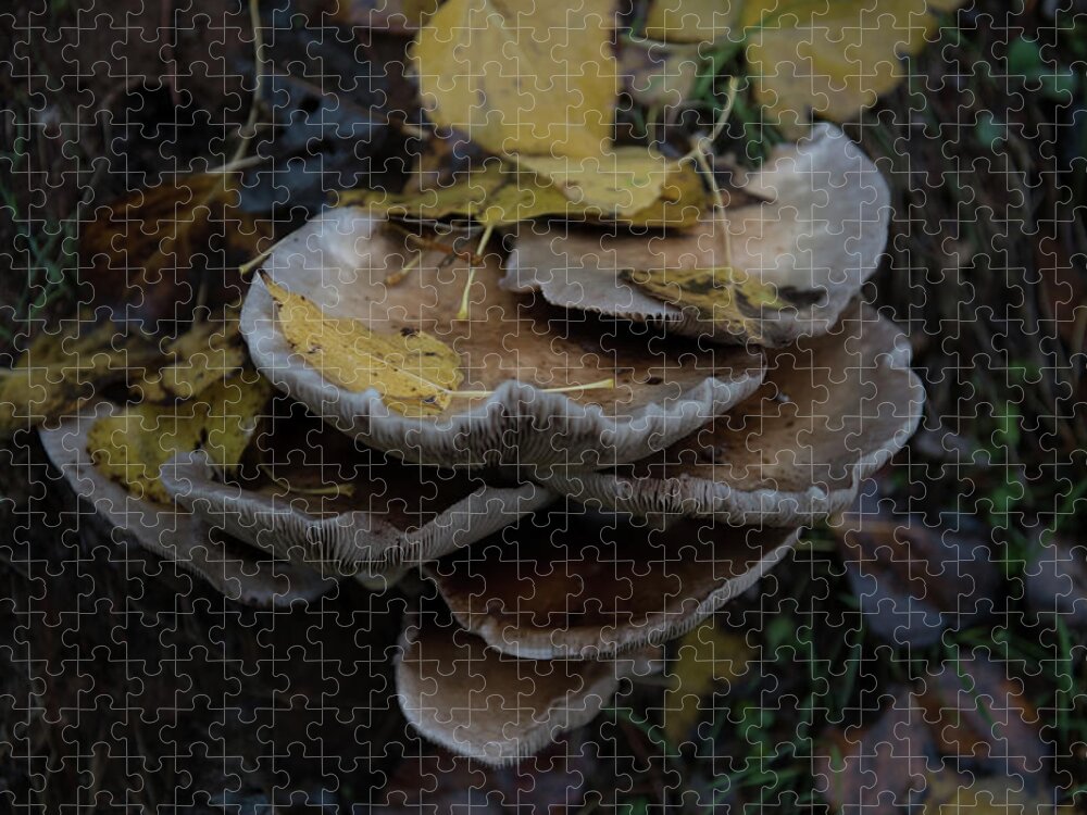 Europe Jigsaw Puzzle featuring the photograph Mushrooms #2 by Eleni Kouri