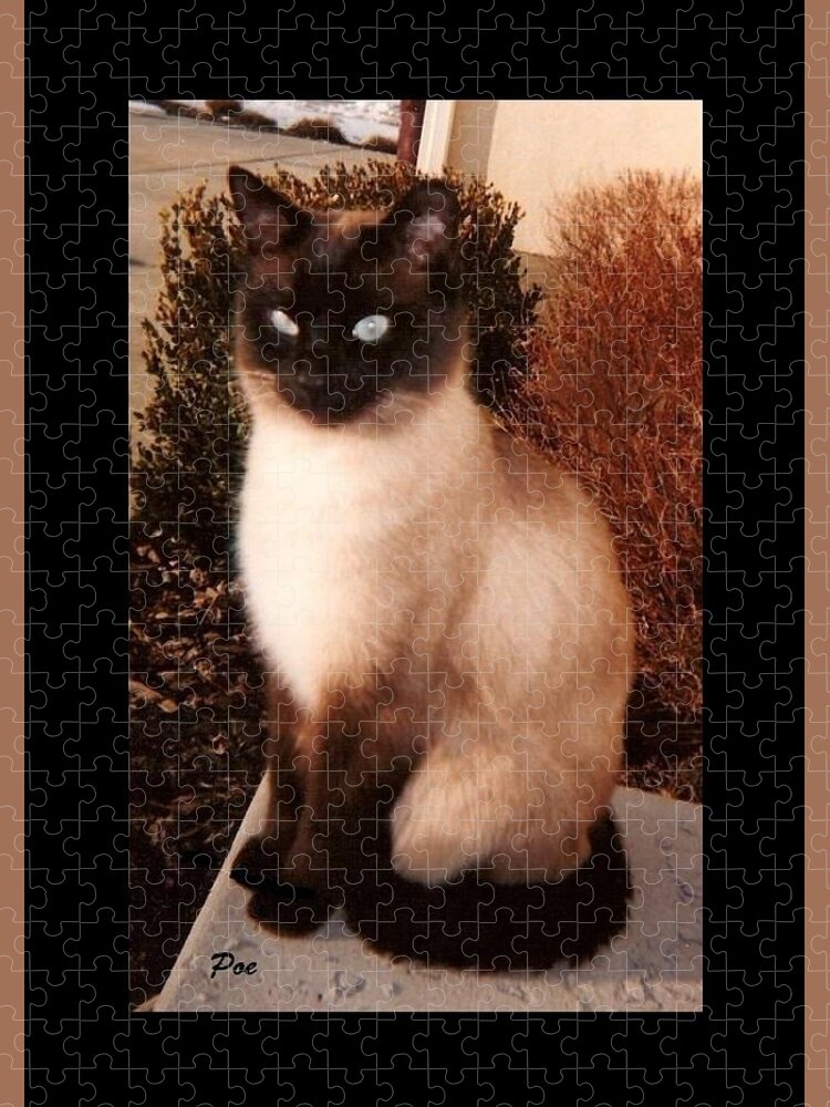 Felines Jigsaw Puzzle featuring the photograph Poe by Diane Strain