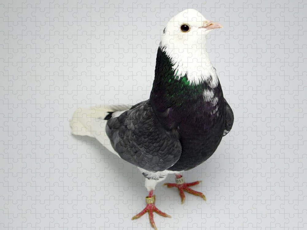 Pigeon Jigsaw Puzzle featuring the photograph Roller Pigeon #2 by Nathan Abbott
