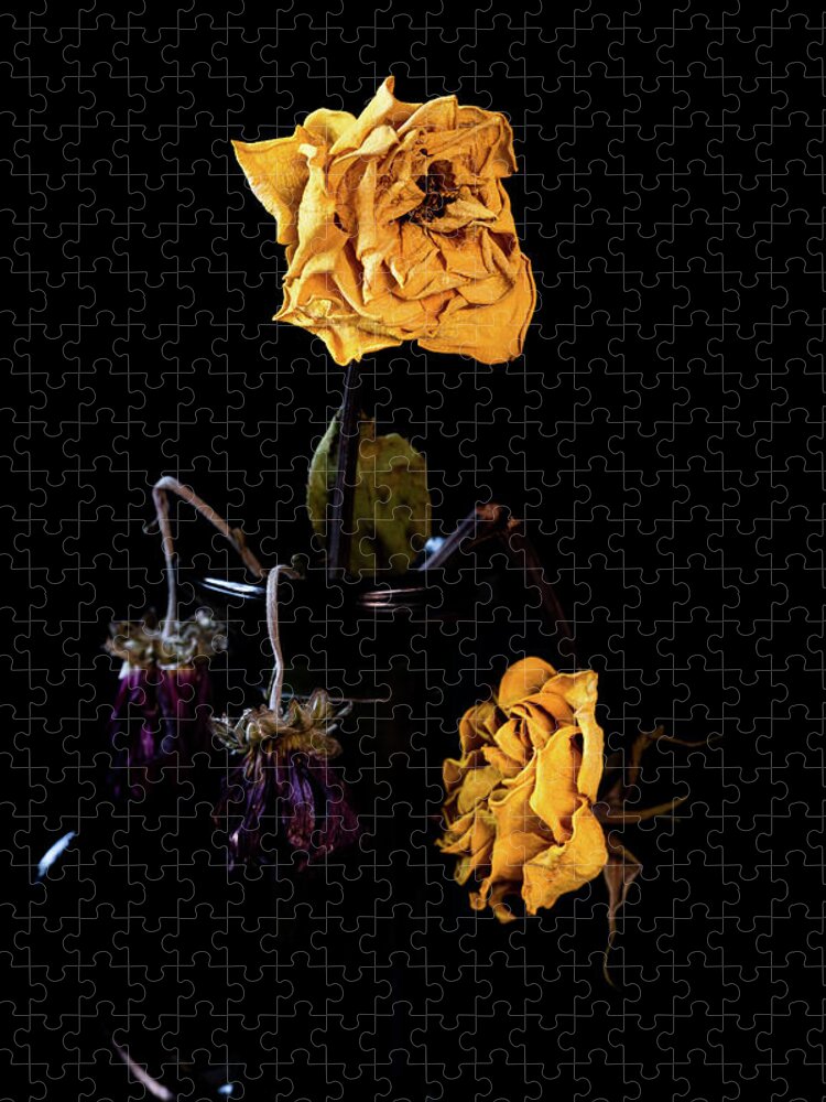 Wither Jigsaw Puzzle featuring the photograph Wilted and dry yellow rose flower on a vase on a black background. #2 by Michalakis Ppalis