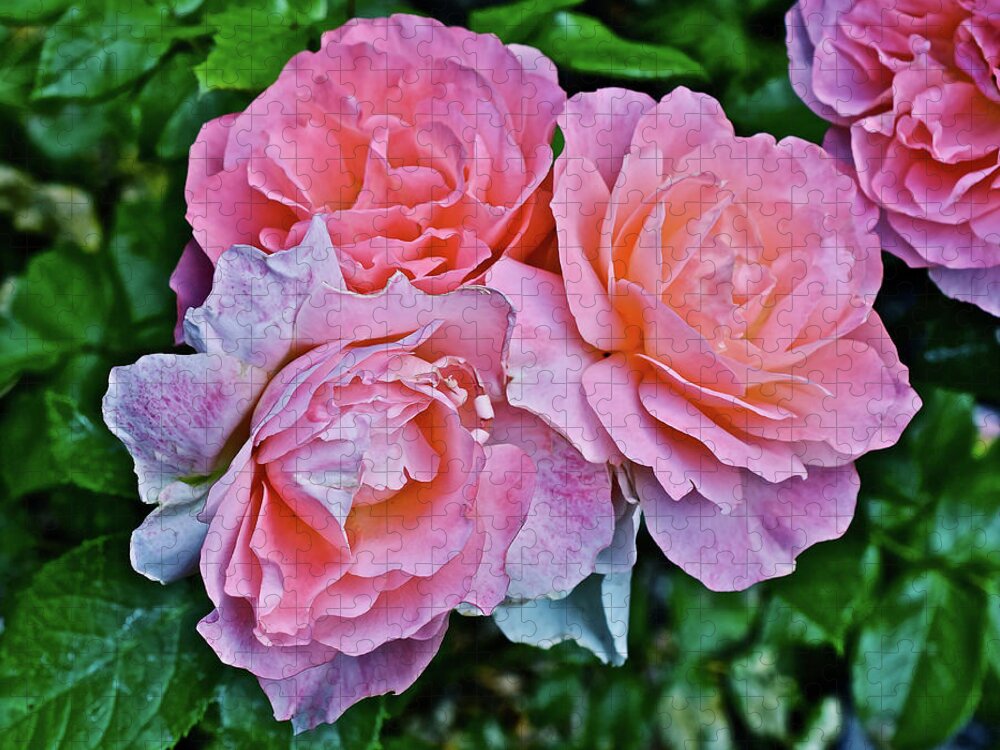 Roses Jigsaw Puzzle featuring the photograph 2020 Mid June Garden Coral Roses 1 by Janis Senungetuk