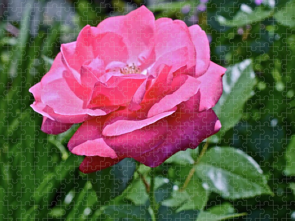 Rose Jigsaw Puzzle featuring the photograph 2020 Mid June Garden Rose by Janis Senungetuk