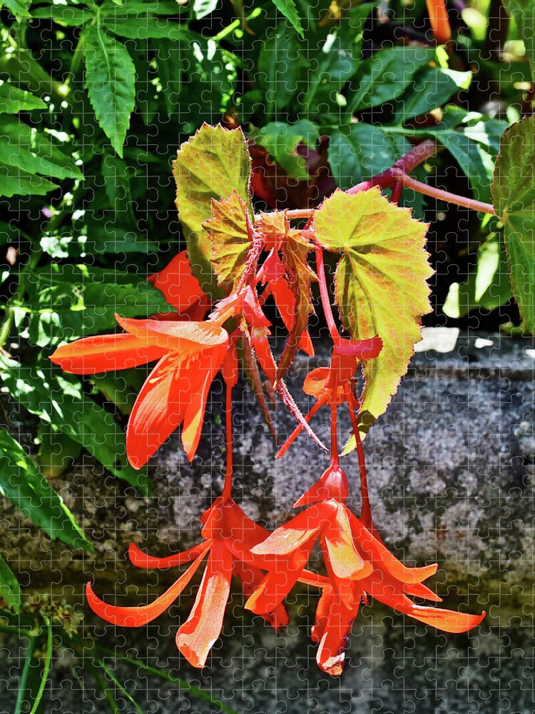 Begonia Jigsaw Puzzle featuring the photograph 2020 Mid June Garden Welcome by Janis Senungetuk
