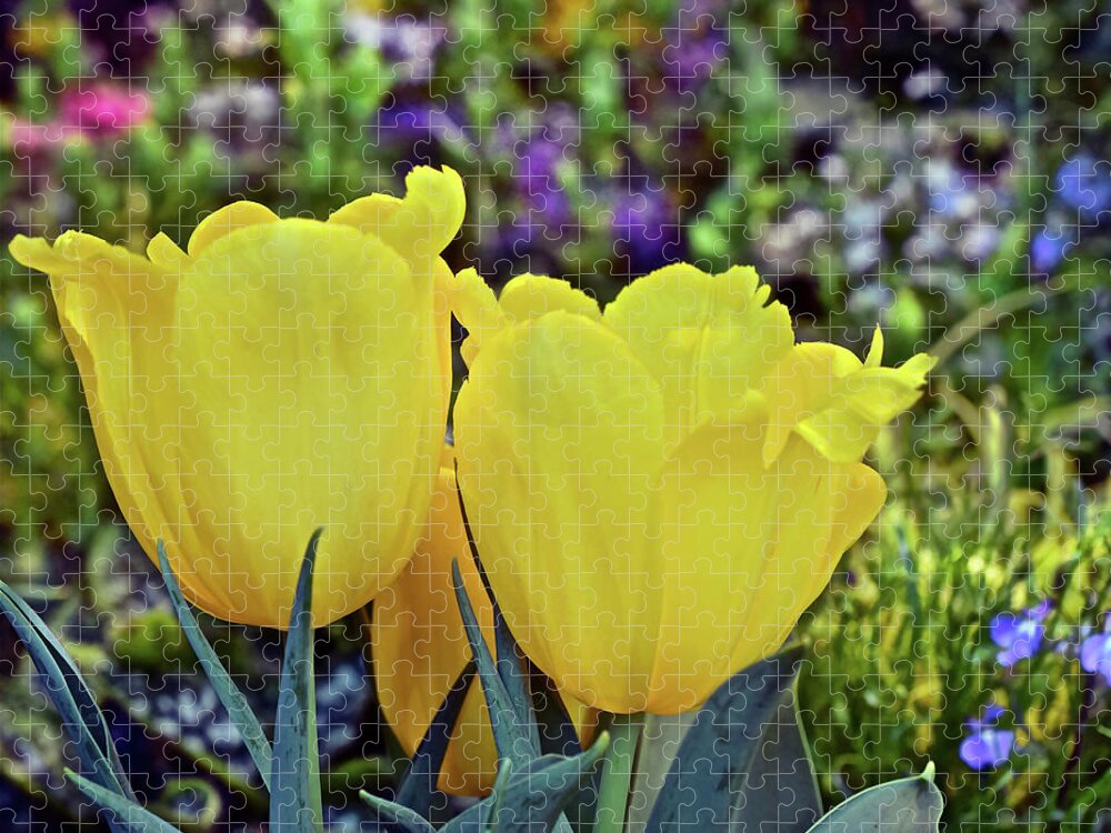 Tulips Jigsaw Puzzle featuring the photograph 2020 Yellow Spring Tulips by Janis Senungetuk