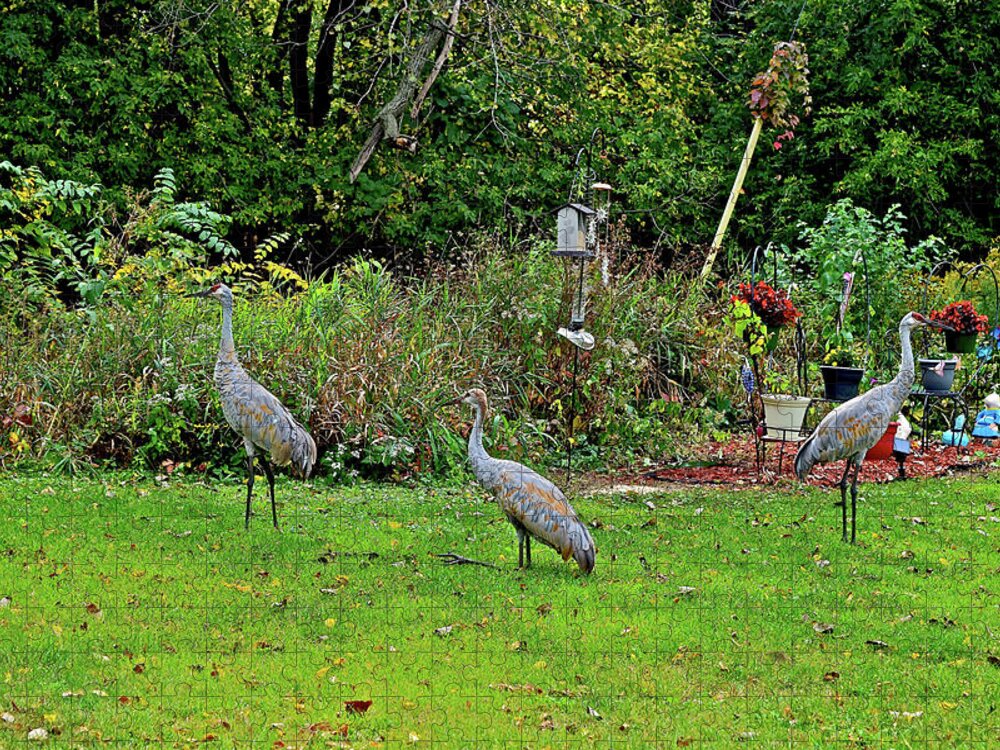 Sandhill Cranes; Birds; Backyard; Jigsaw Puzzle featuring the photograph 2021 Fall Sandhill Cranes 5 by Janis Senungetuk