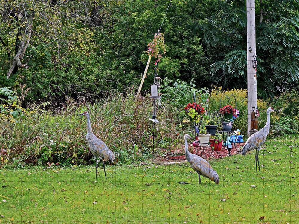 Sandhill Cranes; Birds; Backyard; Jigsaw Puzzle featuring the photograph 2021 Fall Sandhill Cranes 6 by Janis Senungetuk