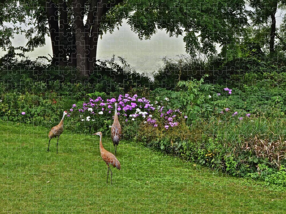 Sandhill Cranes Jigsaw Puzzle featuring the photograph 2021 Sandhill Crane Family 3 by Janis Senungetuk