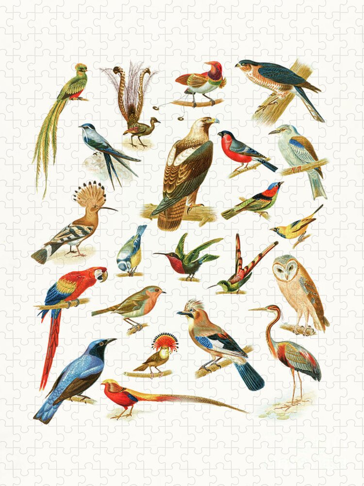 Bird Jigsaw Puzzle featuring the drawing 22 Species of Birds by Edward Fielding