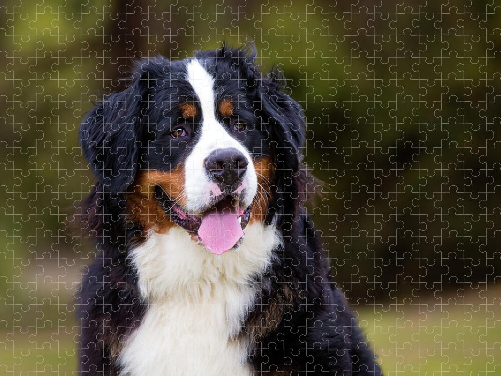 Bernese Mountain Dog Jigsaw Puzzle featuring the photograph Bernese Mountain Dog Portrait by Diana Andersen