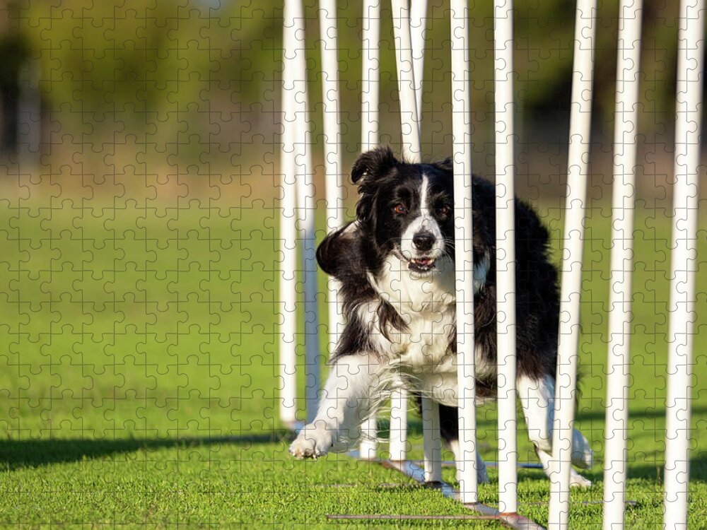 Border Collie Jigsaw Puzzle featuring the photograph Border Collie Weaving by Diana Andersen