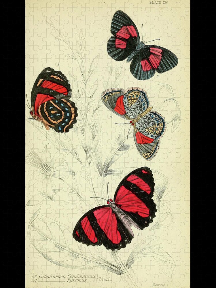 Butterflies Jigsaw Puzzle featuring the mixed media Butterflies. William Jardine #3 by World Art Collective