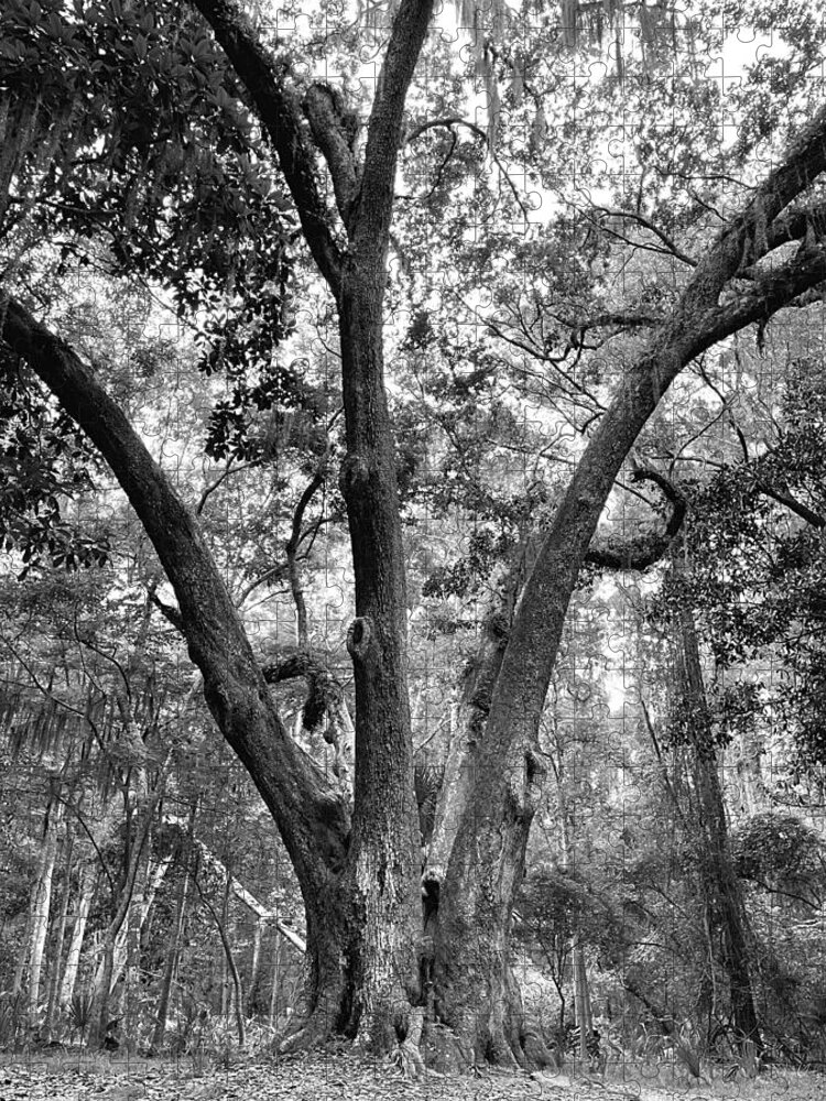 Tree Jigsaw Puzzle featuring the photograph 3 Tree BW by Lee Darnell