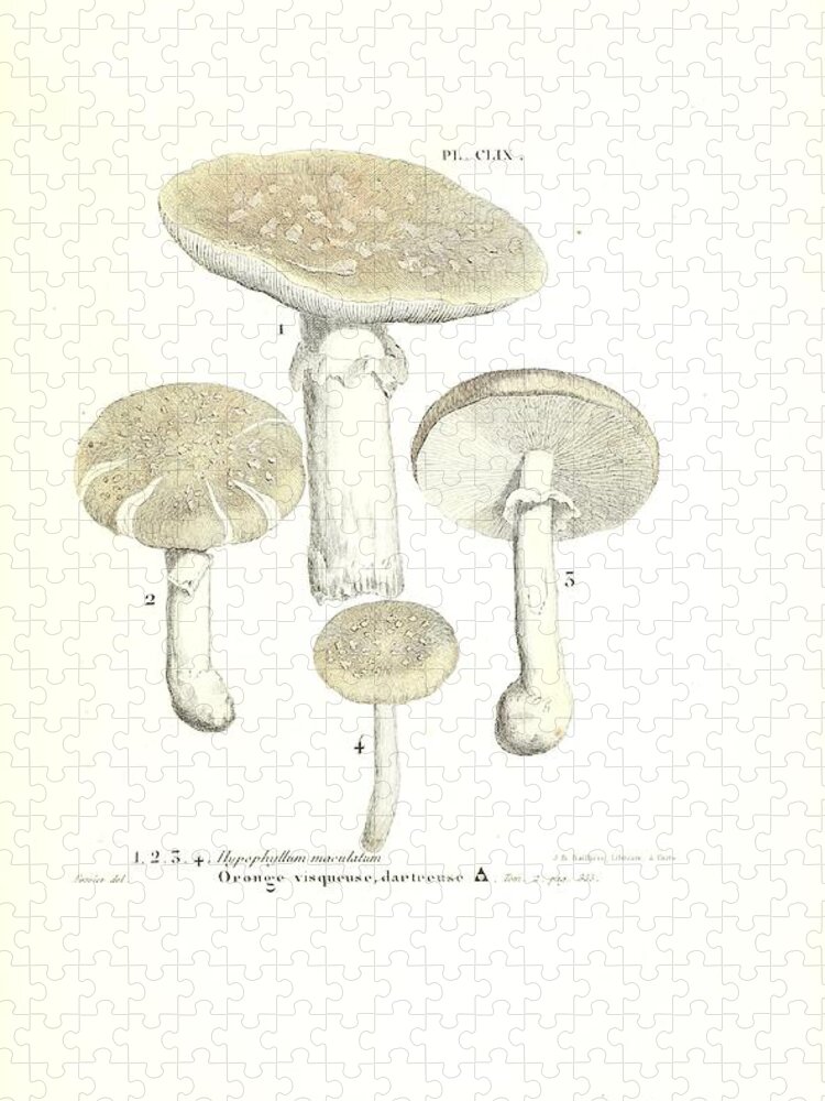 Amanita Jigsaw Puzzle featuring the mixed media Vintage, Poisonous and Fly Mushroom Illustrations #3 by World Art Collective