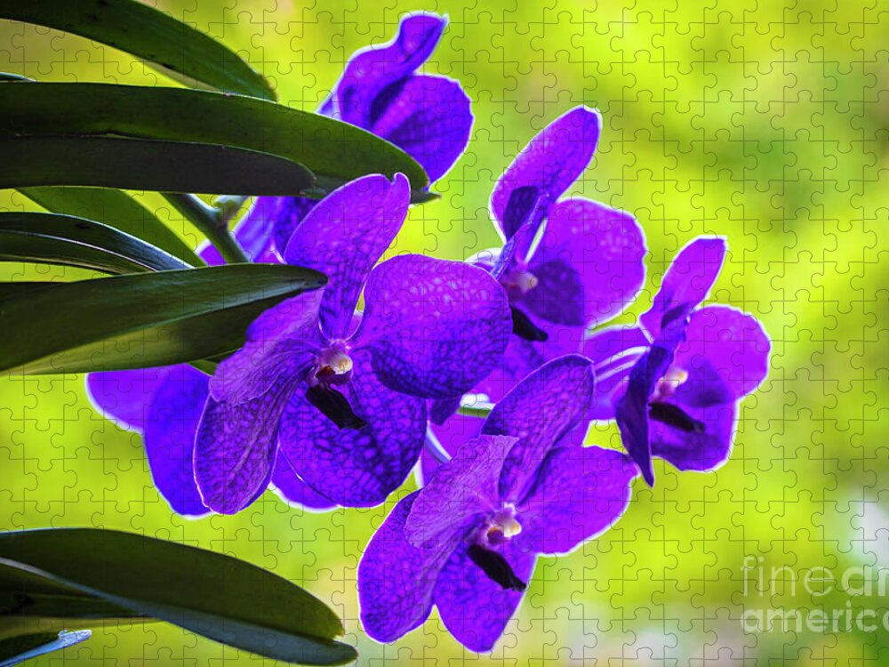 Background Jigsaw Puzzle featuring the photograph Purple Orchid Flowers #33 by Raul Rodriguez