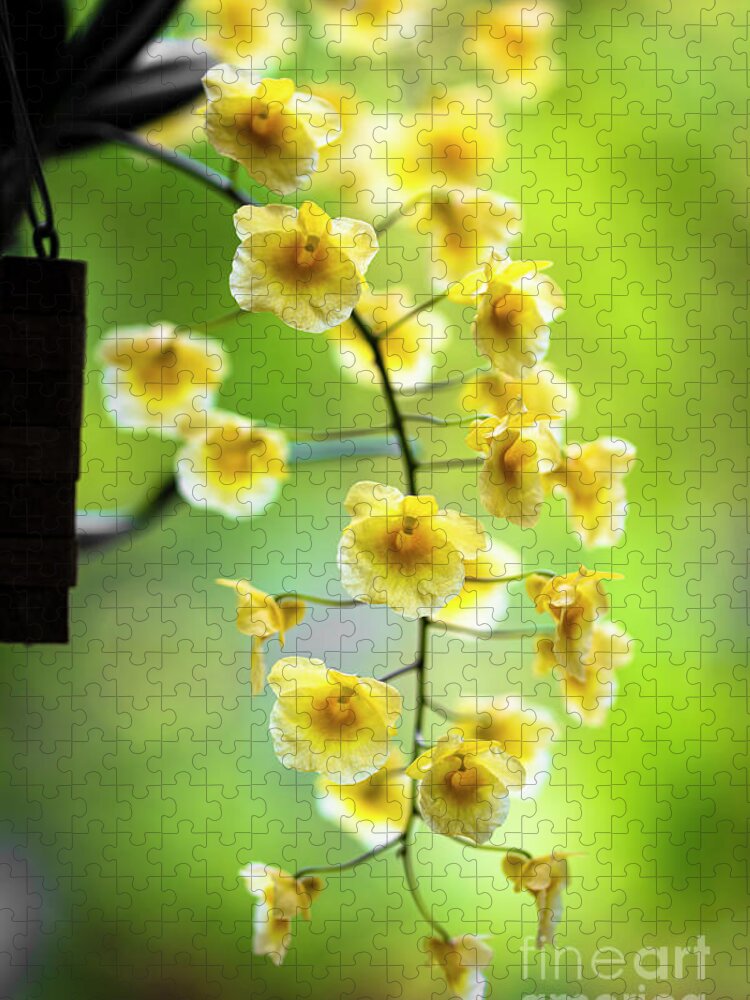 Background Jigsaw Puzzle featuring the photograph Yellow Orchid Flowers #4 by Raul Rodriguez