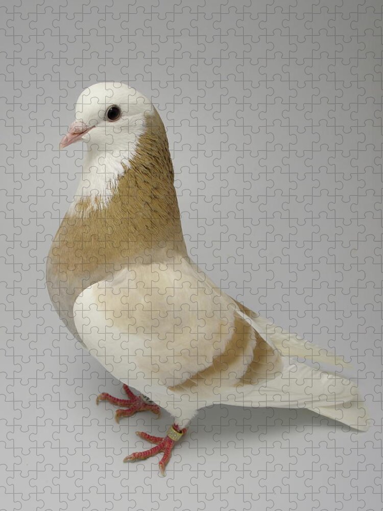 Pigeon Jigsaw Puzzle featuring the photograph Roller Pigeon #5 by Nathan Abbott