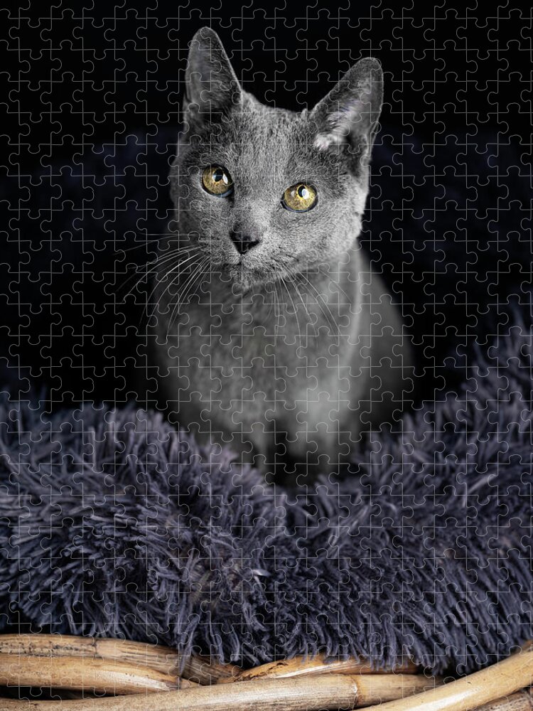 Russian Blue Cat Jigsaw Puzzle featuring the photograph Russian Blue Cat #5 by Nailia Schwarz